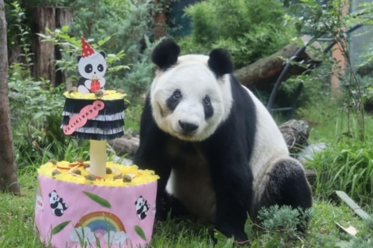 Xin Xin: La historia de la panda que vive en el Zoológico de Chapultepec y que cumple 34 años