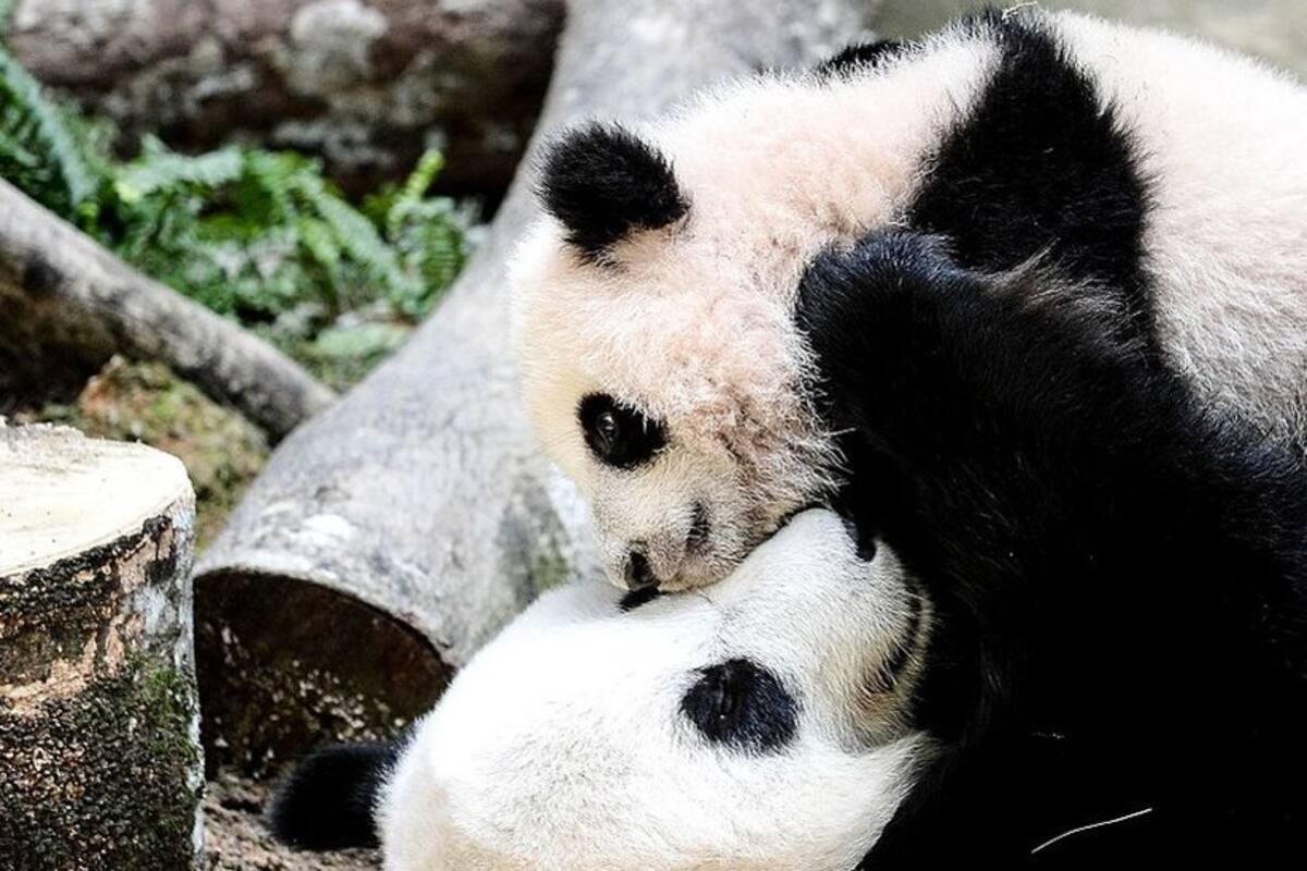 El panda gigante deja de estar en peligro de extinción: ¿cómo hizo China 
para lograr salvar su "tesoro nacional"?