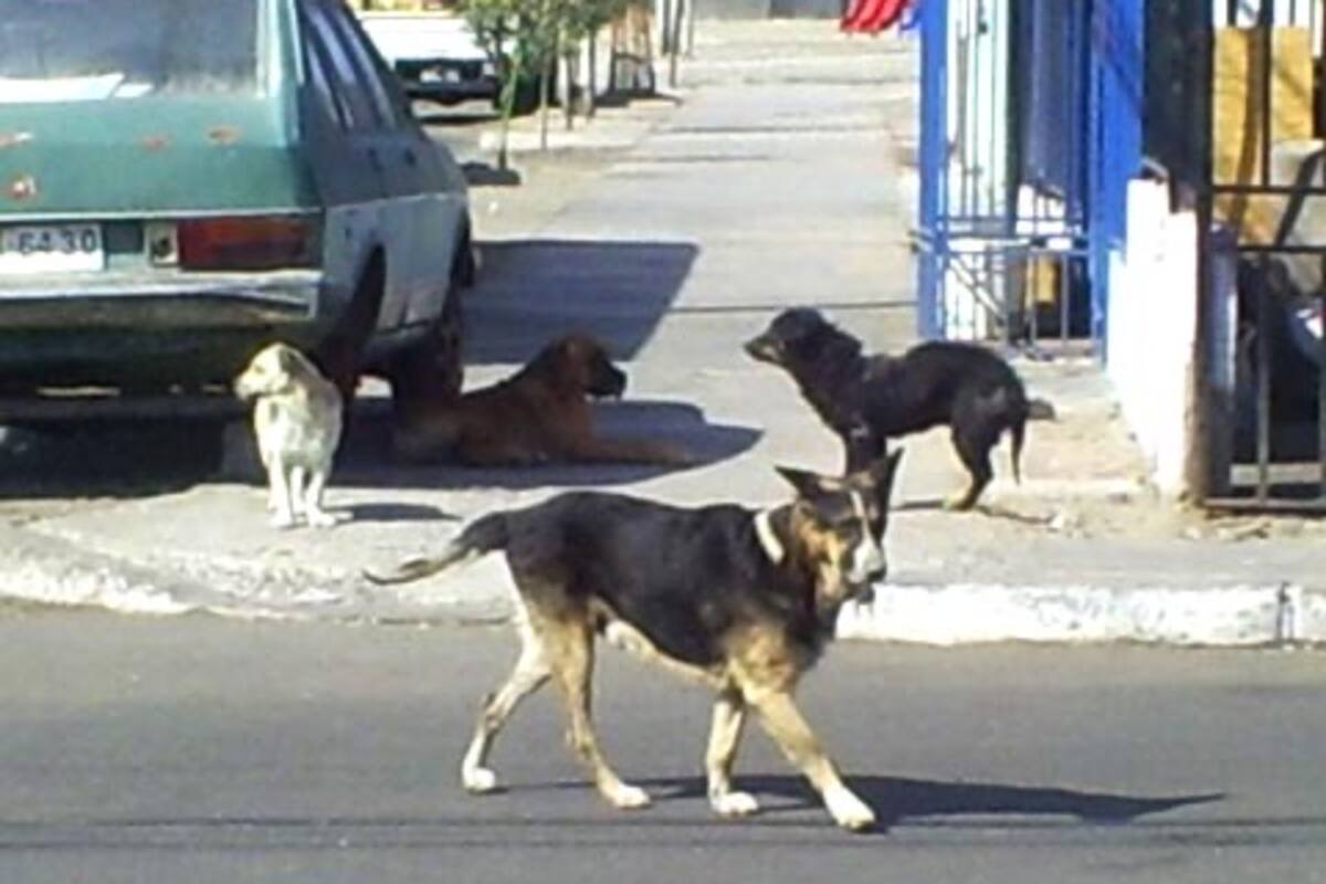 Promueven adopción colectiva de perros callejeros