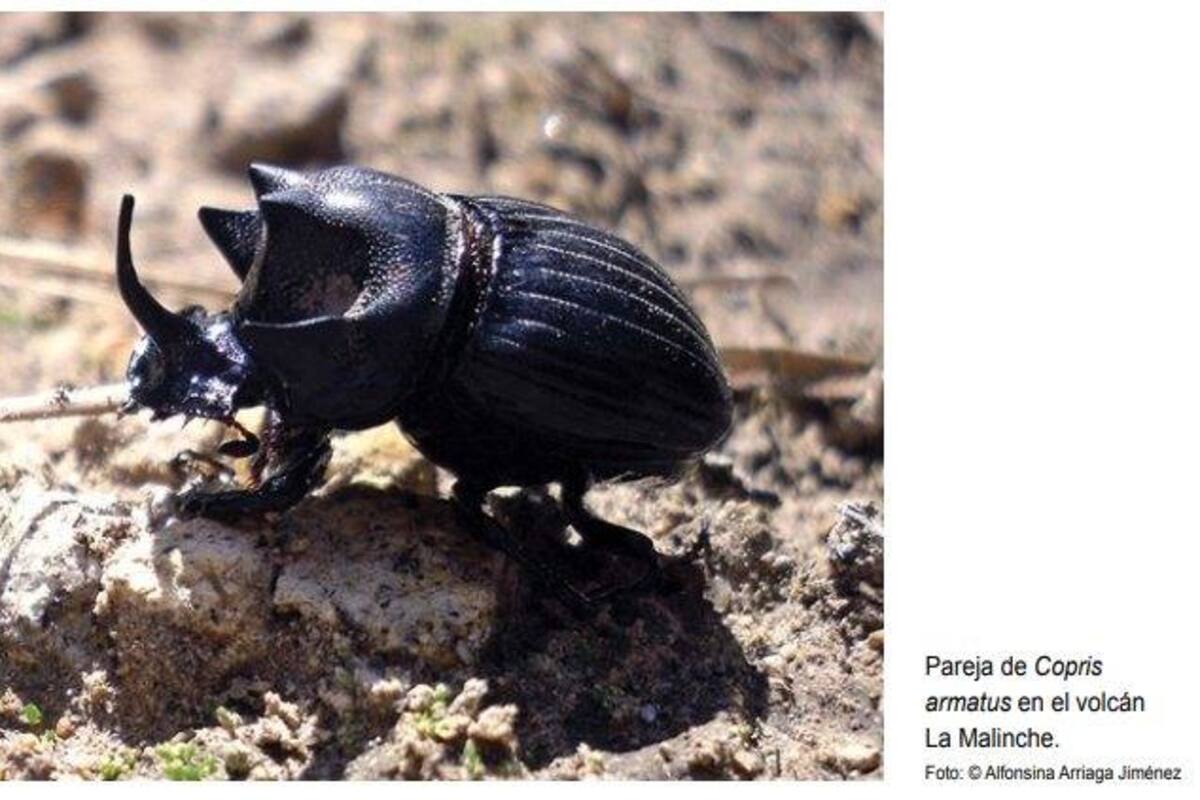 Los escarabajos del estiércol: Los mejores recicladores del planeta
