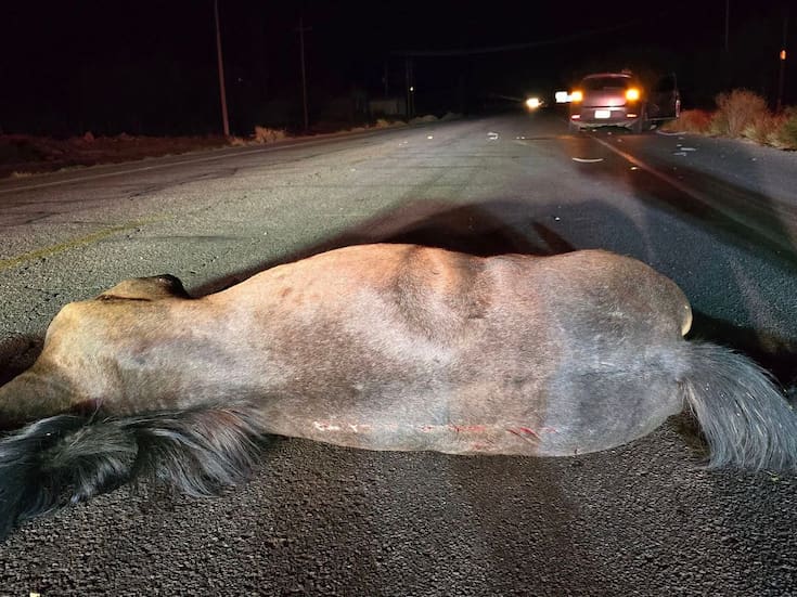 Muere caballo por choque en carretera Hermosillo a Kino; ¿Castigarán a su dueño?