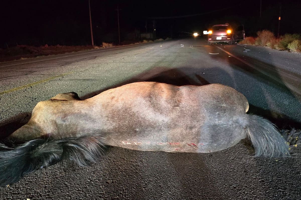 Muere caballo por choque en carretera Hermosillo a Kino; ¿Castigarán a su dueño?