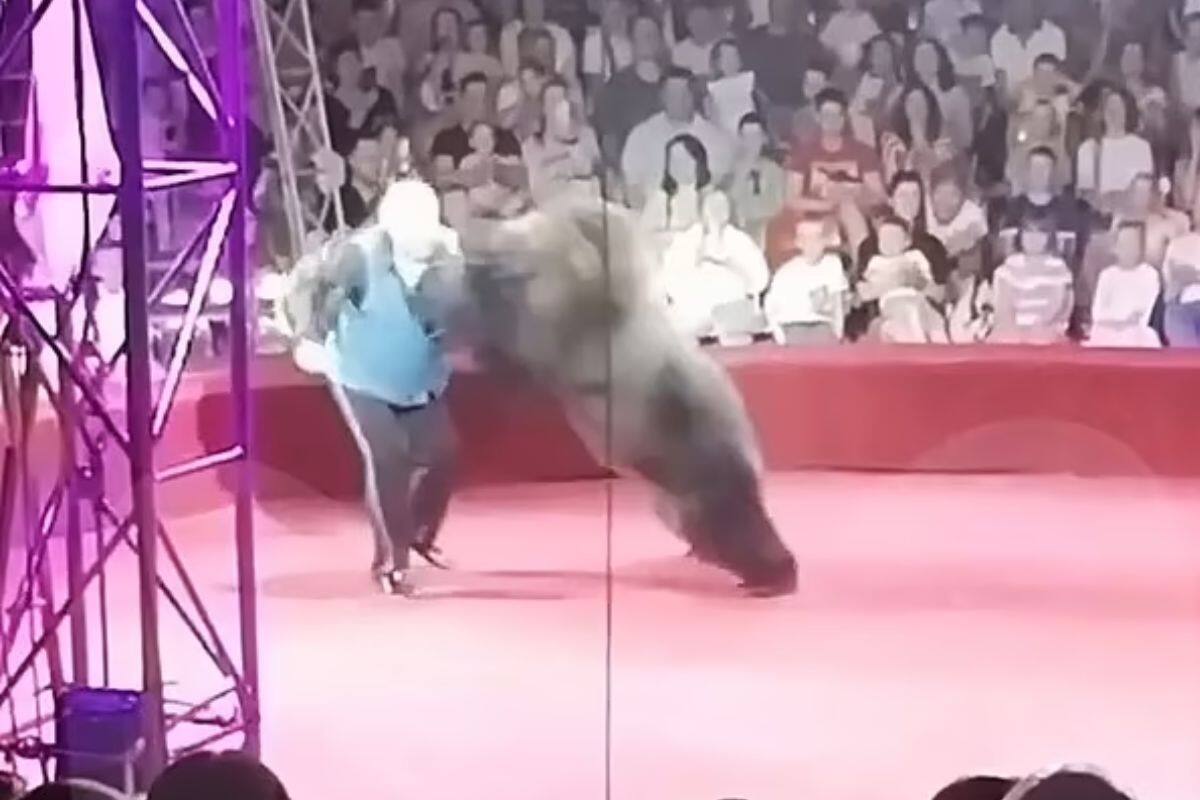 VIDEO: Oso ataca a presentador de circo en plena función ante niños