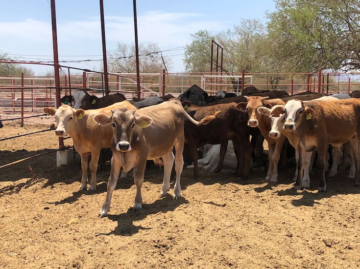 Disminuyen ganaderos de Sonora su hato hasta en un 30% debido a la sequía