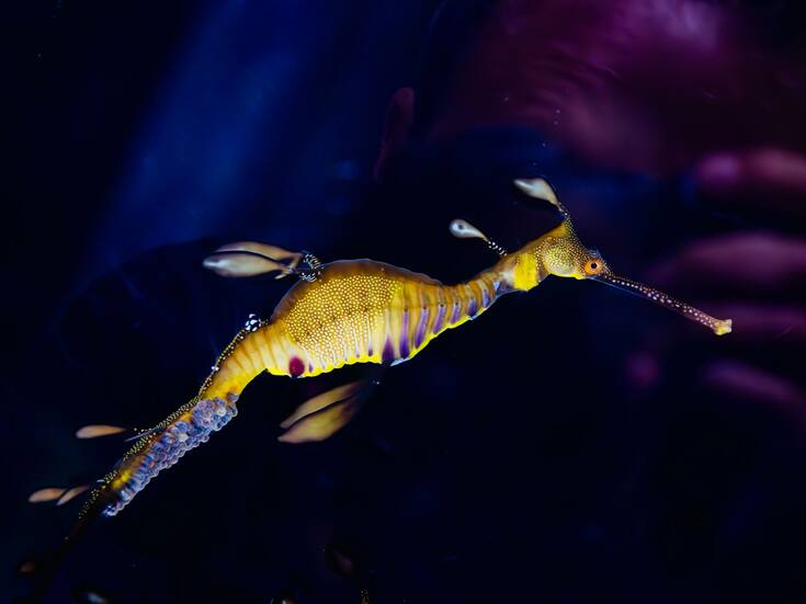 Birch Aquarium recibe 70 bebés dragones marinos