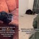 VIDEO | Familia se muda de casa y abandonan a su gata: ella los seguía esperando en la puerta