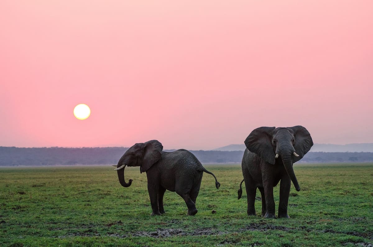 Los elefantes de la sabana son guiados por la hembra más sabia y experimentada (Ilustrativa/Unsplash)
