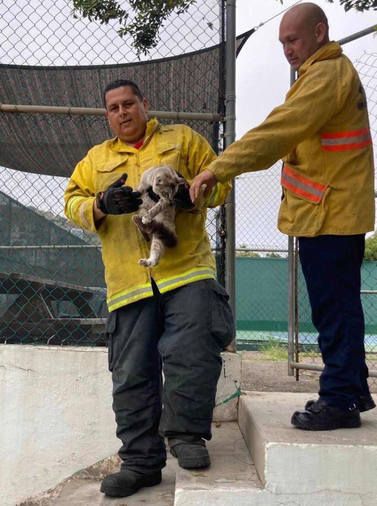 Los bomberos lograron rescatar con éxito al felino atrapado.