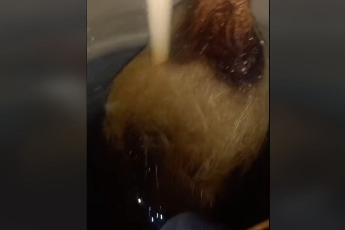 VIDEO: Usuario halla una entidad extraña dentro de su cisterna en México