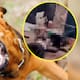 VIDEO: Perros atacan y matan a mujer que estaba golpeando a su hijo en Sudáfrica (Imágenes fuertes)