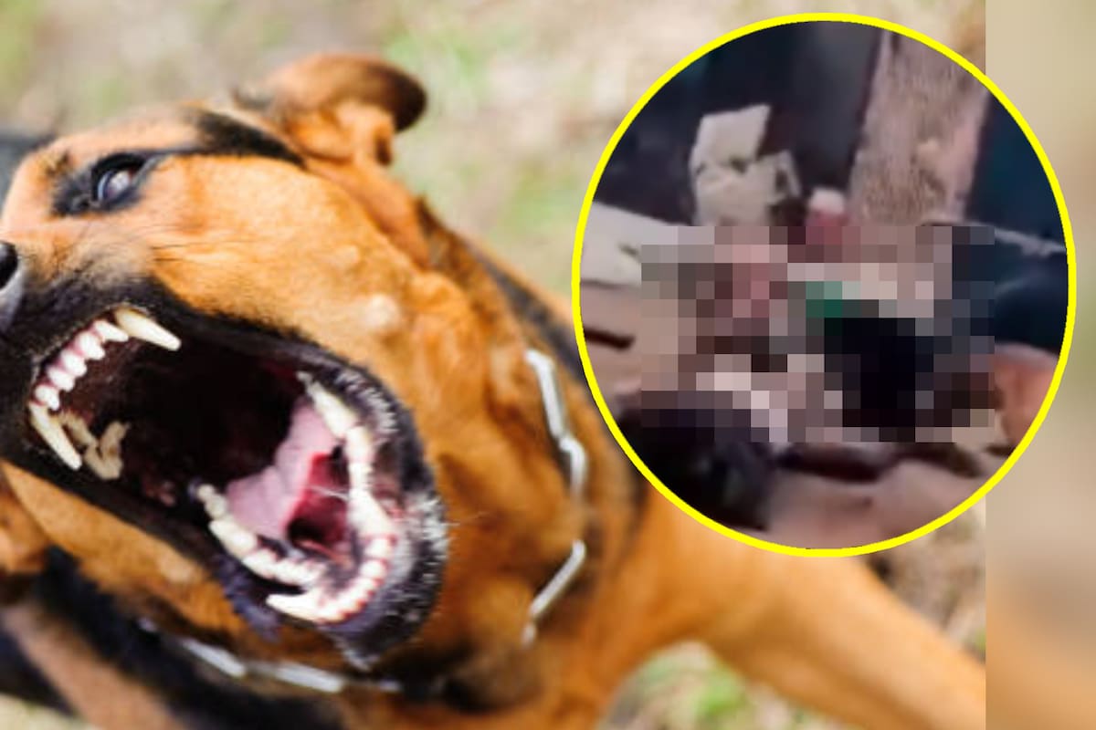 VIDEO: Perros atacan y matan a mujer que estaba golpeando a su hijo en Sudáfrica (Imágenes fuertes)