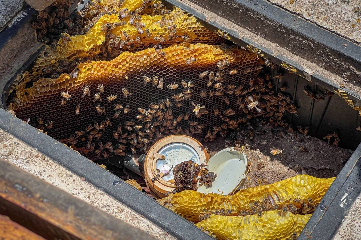 Retira Cespe a abejas de medidores