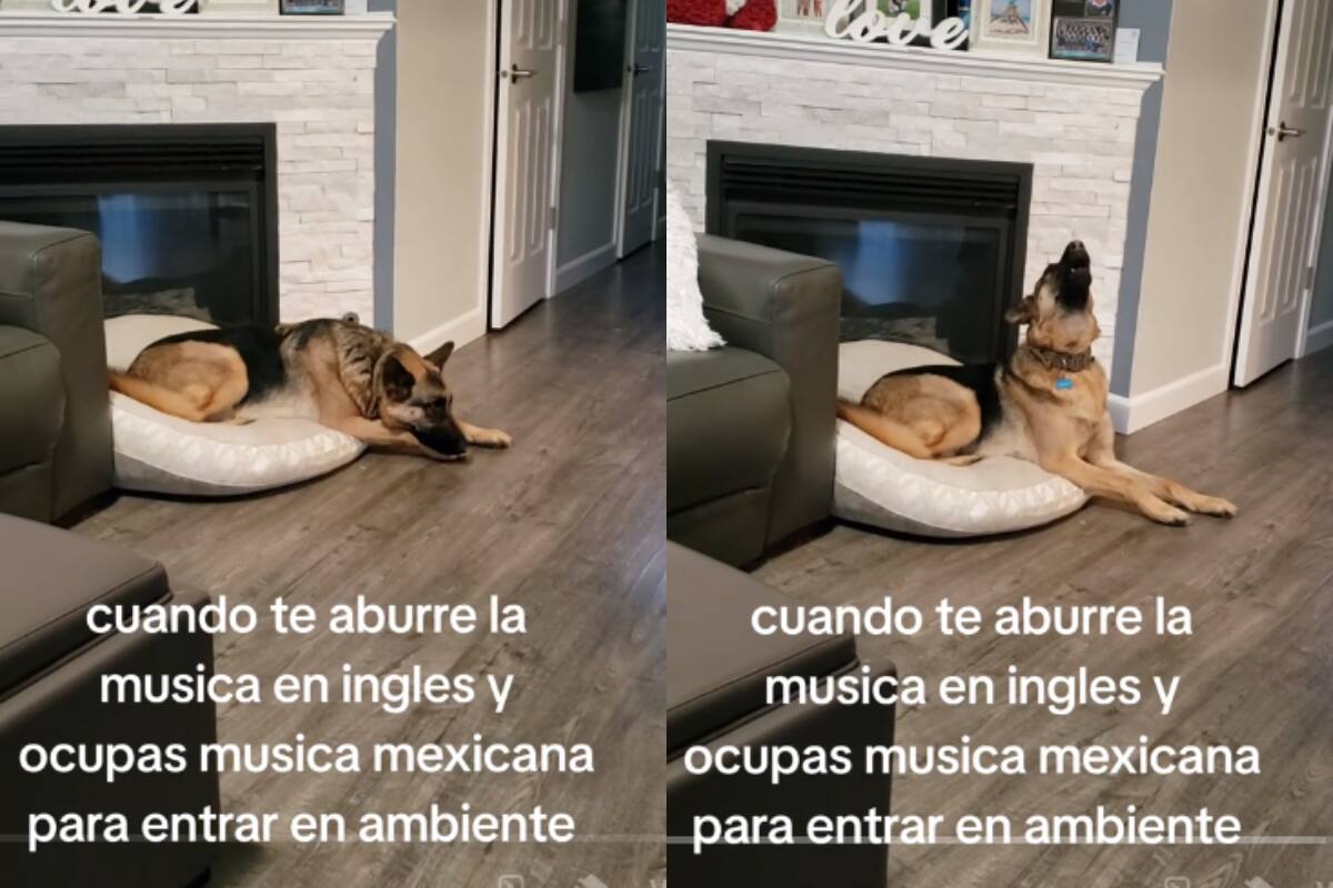 Perro se vuelve viral en TikTok por su preferencia por la música en español sobre la música en inglés