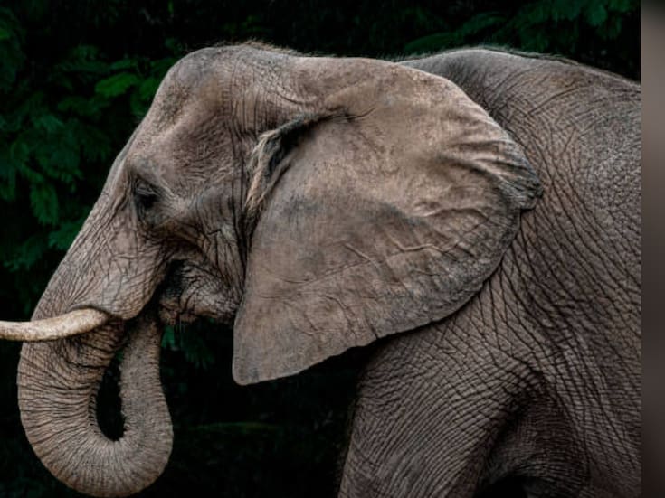 Turista estadounidense de 64 años muere atacada por un elefante en África