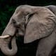 Turista estadounidense de 64 años muere atacada por un elefante en África