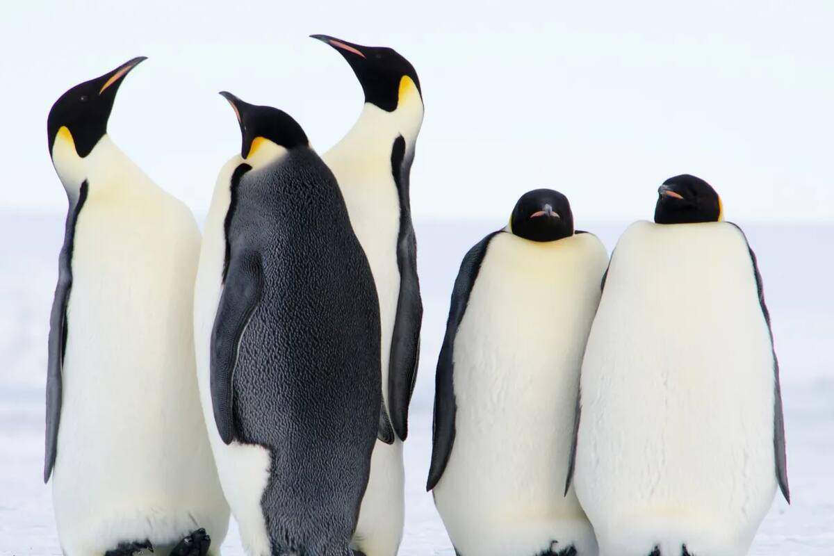 Este es uno de los pingüinos más populares del planeta, y National Geographic dio a conocer algunas curiosidades sobre él