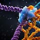 Nueva técnica de edición genética ofrece un “salto adelante” para cambiar el genoma