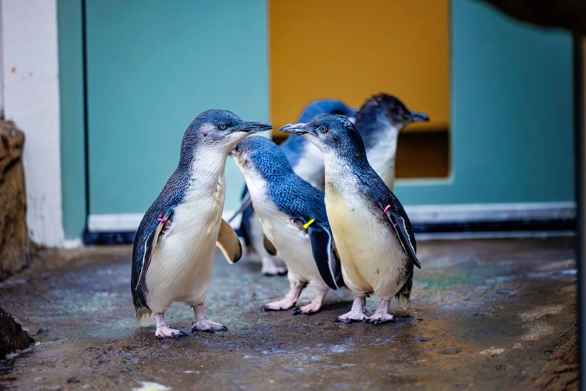 Llegan cinco pingüinos al Birch Aquarium de la Jolla