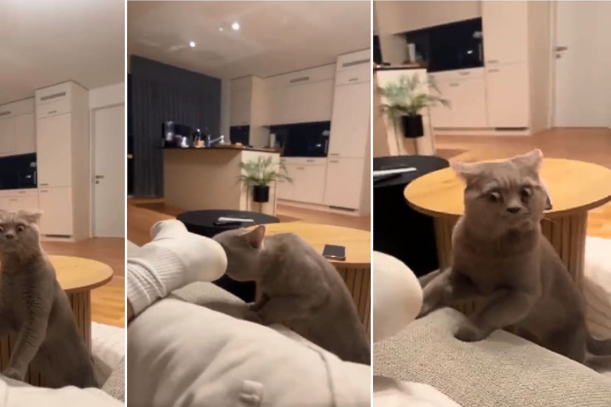 VIDEO: La inesperada reacción de este gato al oler unos calcetines se hizo viral