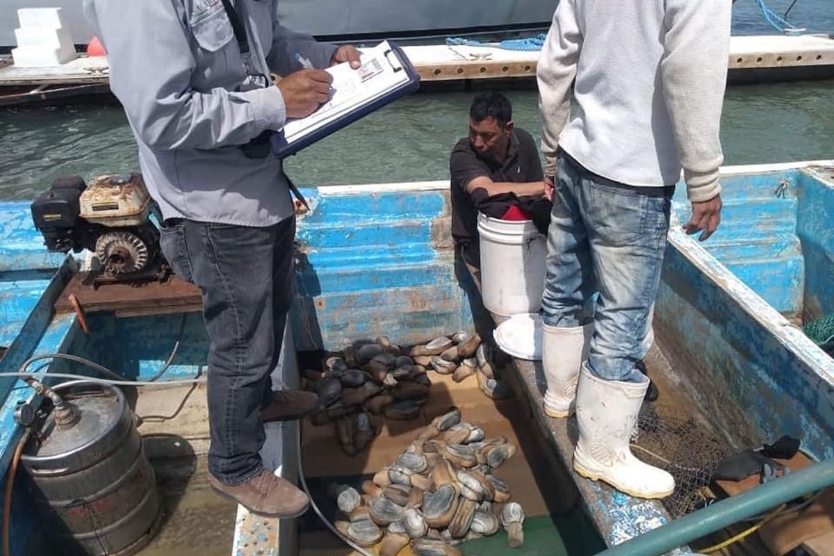 Necesario darles más facultades a inspectores para evitar la pesca furtiva: Canainpesca