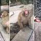 Video viral: Increíble reacción de un mono ante un truco de magia