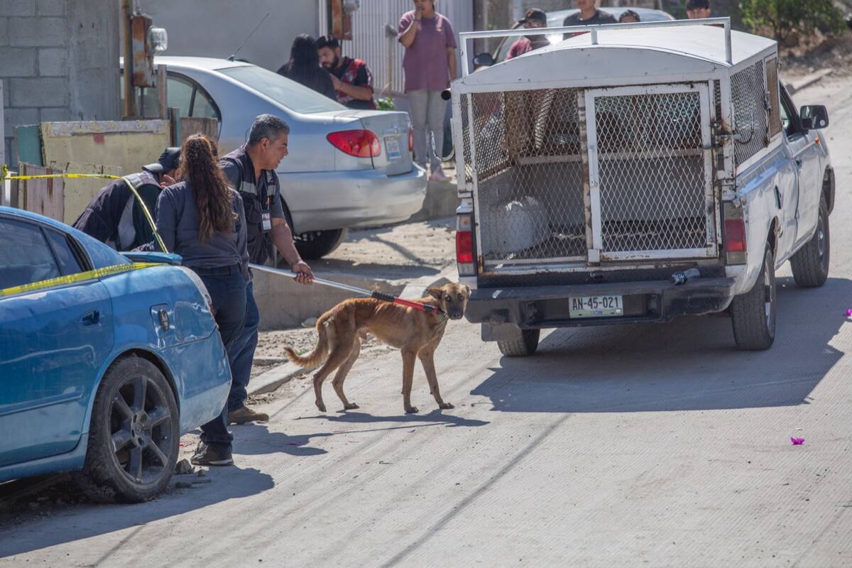 En la ciudad se han registrado casos de muertes de personas que son atacadas por perros.