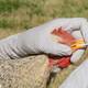 Gripe aviar: OMS corrige y aclara por qué muerte en México no es atribuible al virus