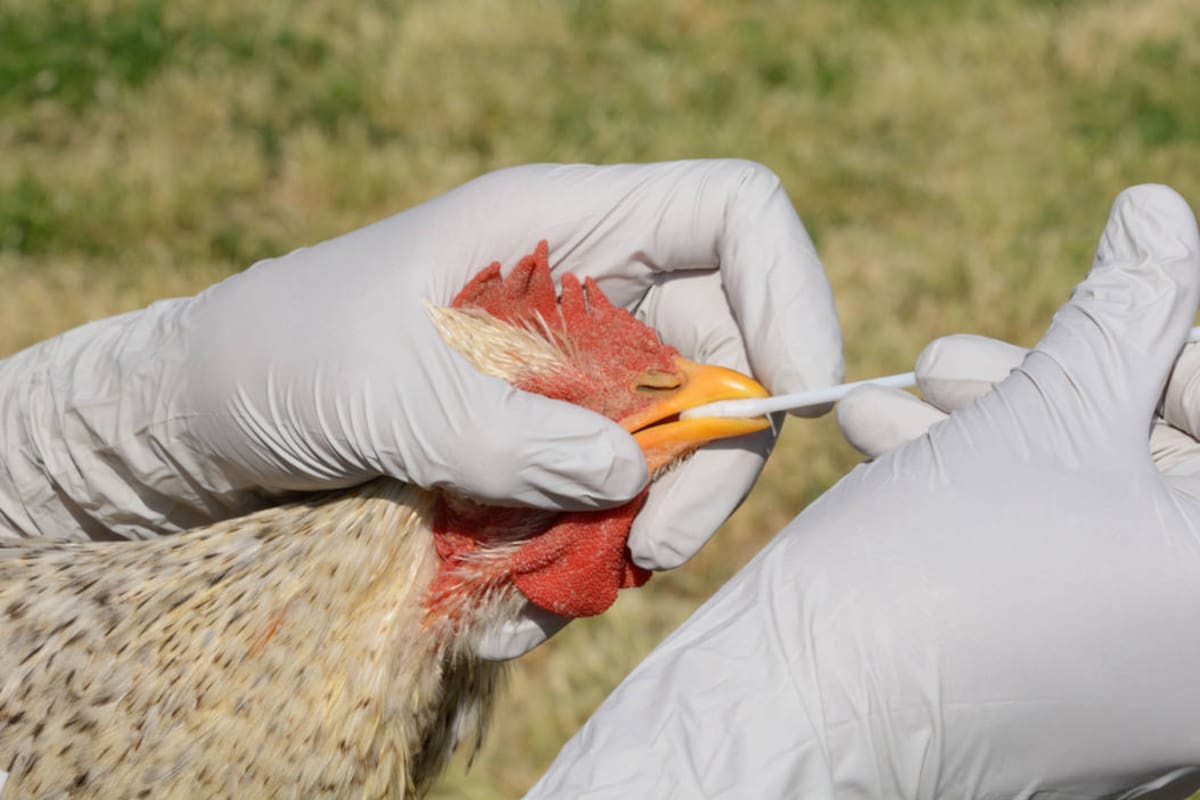 Gripe aviar: OMS corrige y aclara por qué muerte en México no es atribuible al virus
