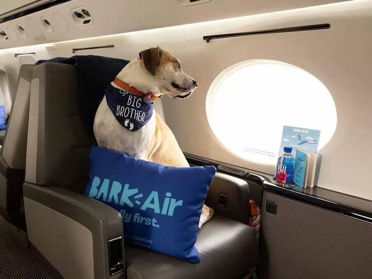 ¡Nueva aerolínea para perros: está de pelos!       