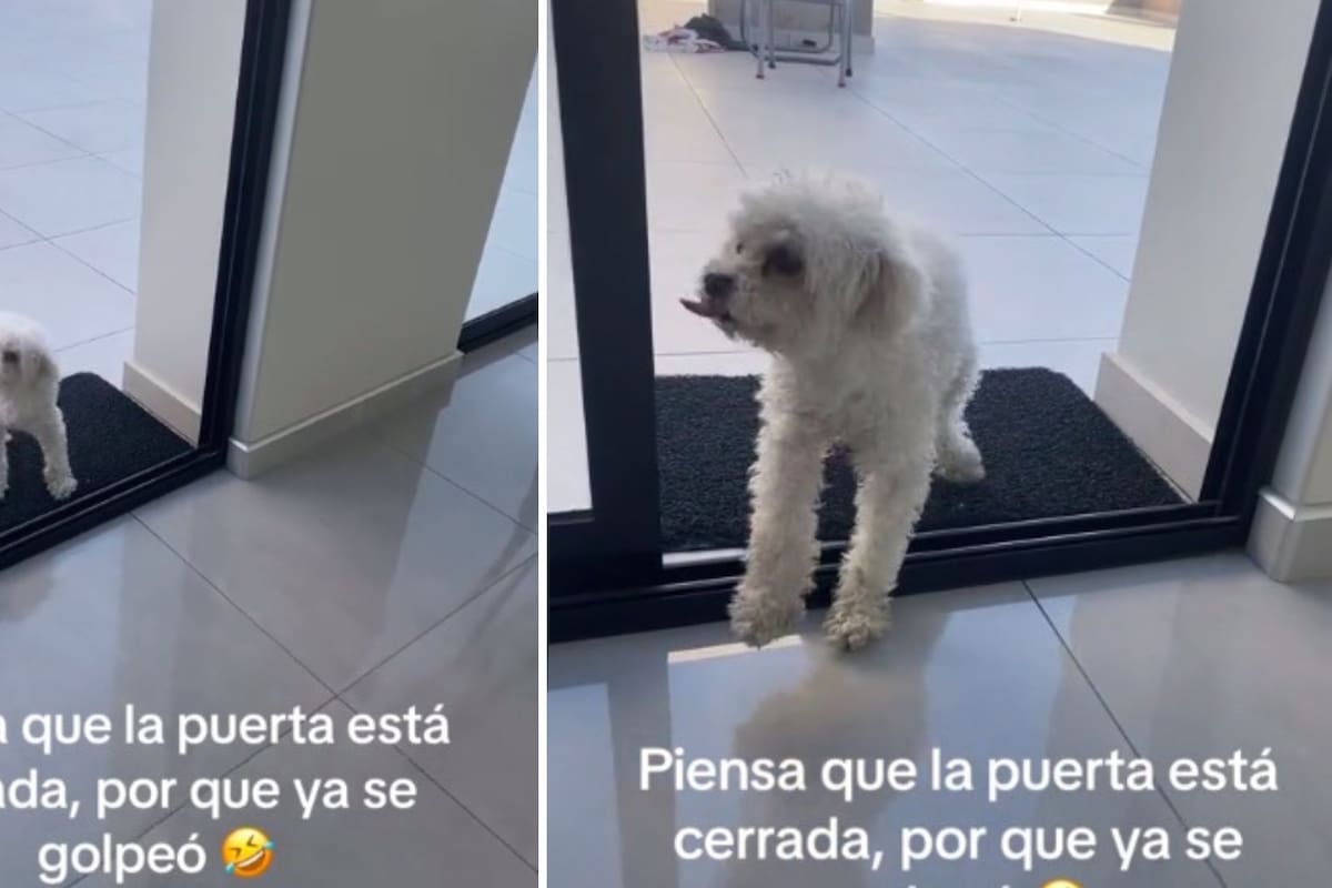 Video viral: Perro tiene miedo de entrar a su casa, cree que el ventanal está cerrado