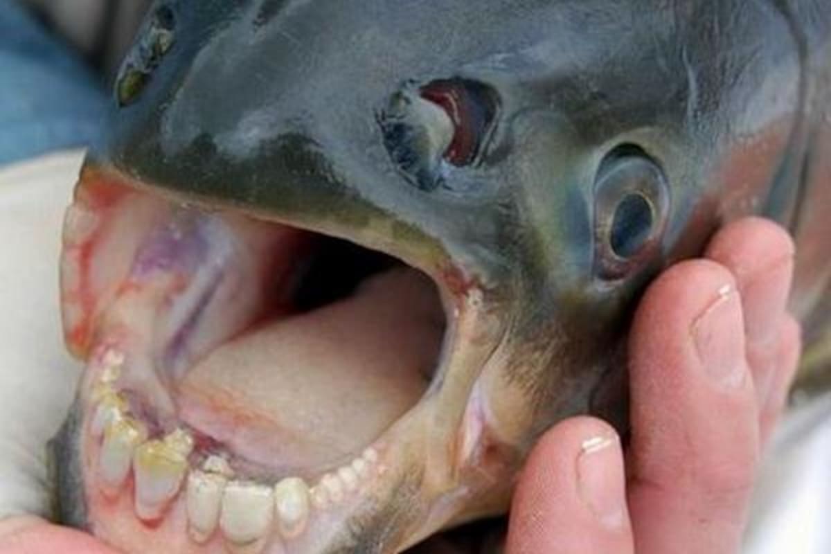 ¿Sabías que hay un pez con dientes humanos?