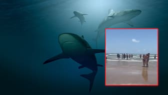 La impactante imagen del ataque de un tiburón en Texas