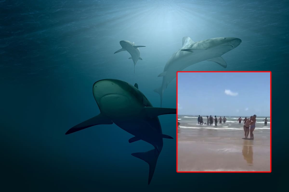 La impactante imagen del ataque de un tiburón en Texas