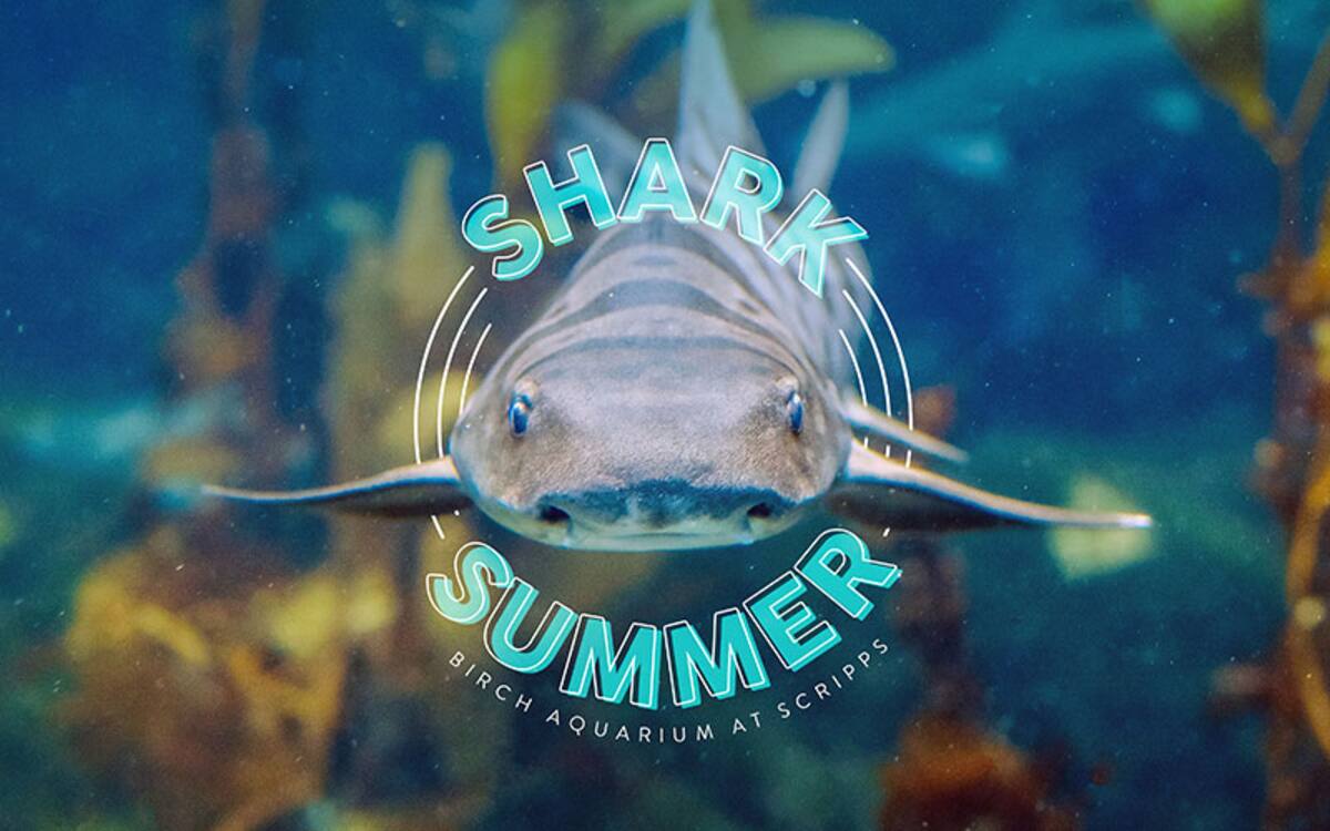 Las actividades del Shark Summer se desarrollarán del 13 al 31 de julio.