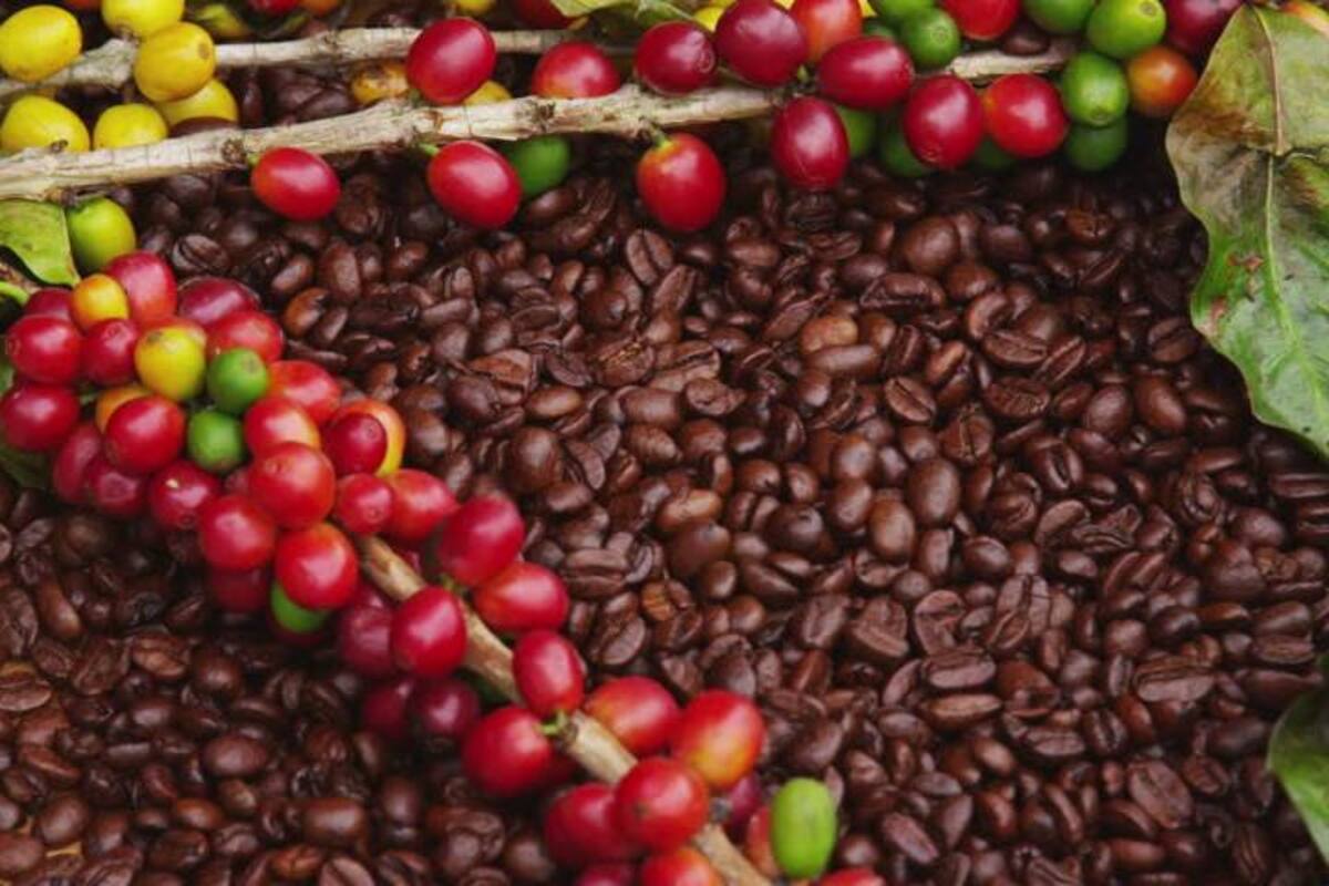 Sequía amenaza producción de café en Chiapas