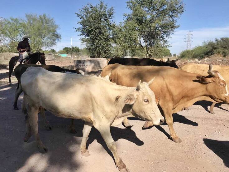 Implementan ganaderos de Sonora estrategias para evitar mortandad