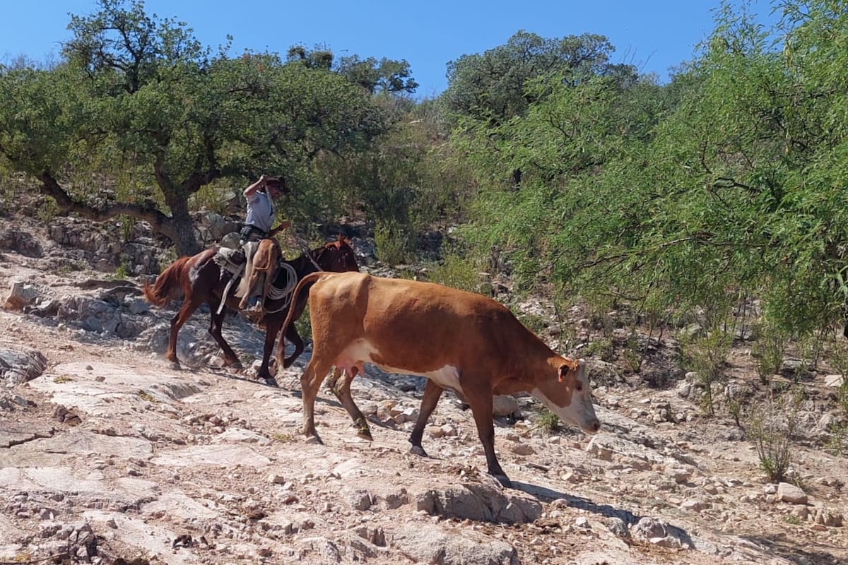Lluvias recientes rebosan vertederos de represos ganaderos en Nogales