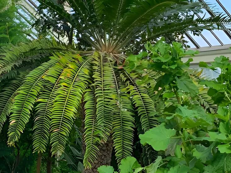 El proyecto para encontrar pareja a la “planta más solitaria del mundo”