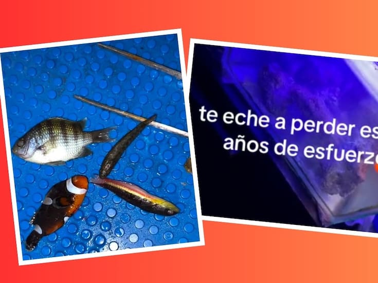Venganzas que duelen: Su hermana eliminó a sus peces con cloro (VIDEO)