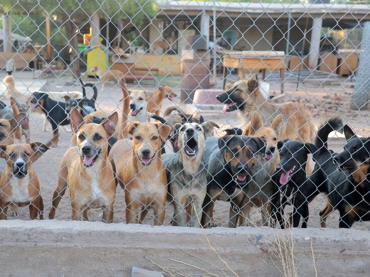 ¿Cuántos perros puede tener una persona en su casa en Hermosillo?