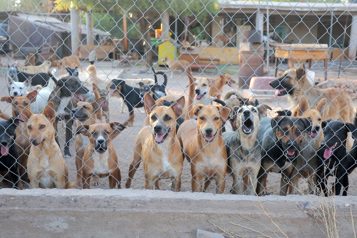 ¿Cuántos perros puede tener una persona en su casa en Hermosillo?