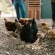 La lección de un niño granjero a una vegana que le había criticado por criar gallinas