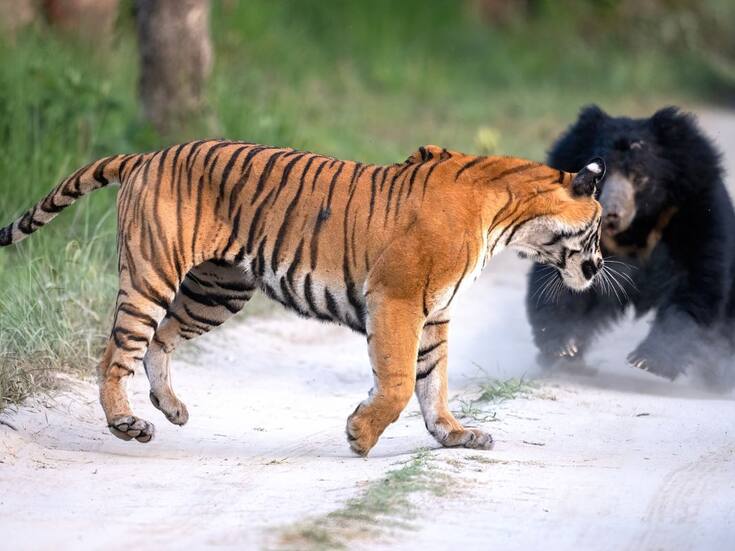 VIDEO: Tigre y oso se enfrentan en brutal momento captado en cámara