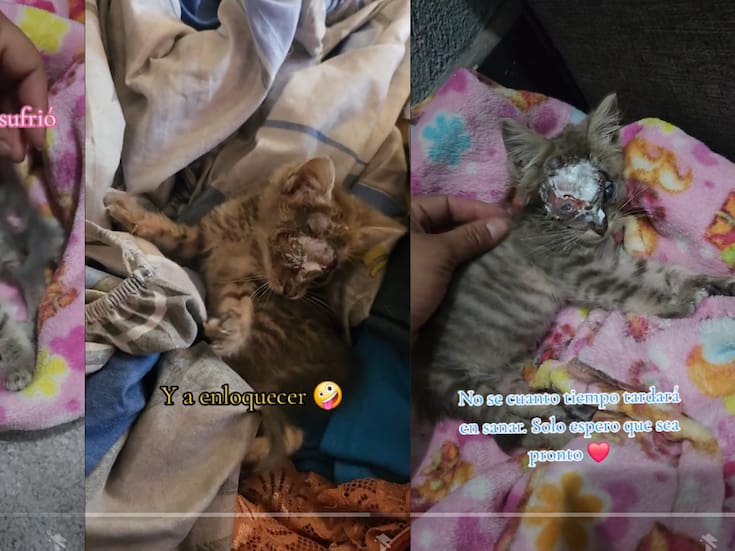 Joven rescata a gatito con grave herida en la cabeza y conmueve a miles en TikTok | VIDEO