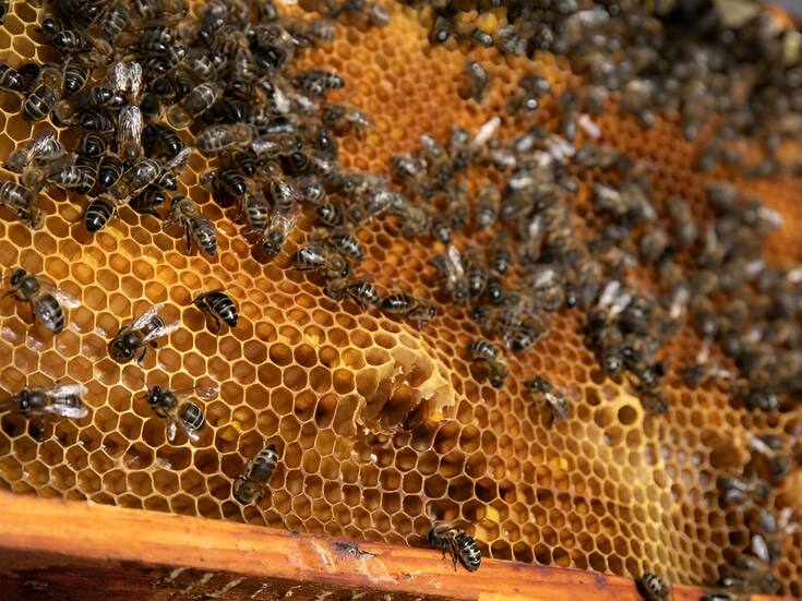 Hombre es atacado por enjambre de abejas en Monclova, bomberos lo salvan