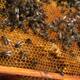 Hombre es atacado por enjambre de abejas en Monclova, bomberos lo salvan