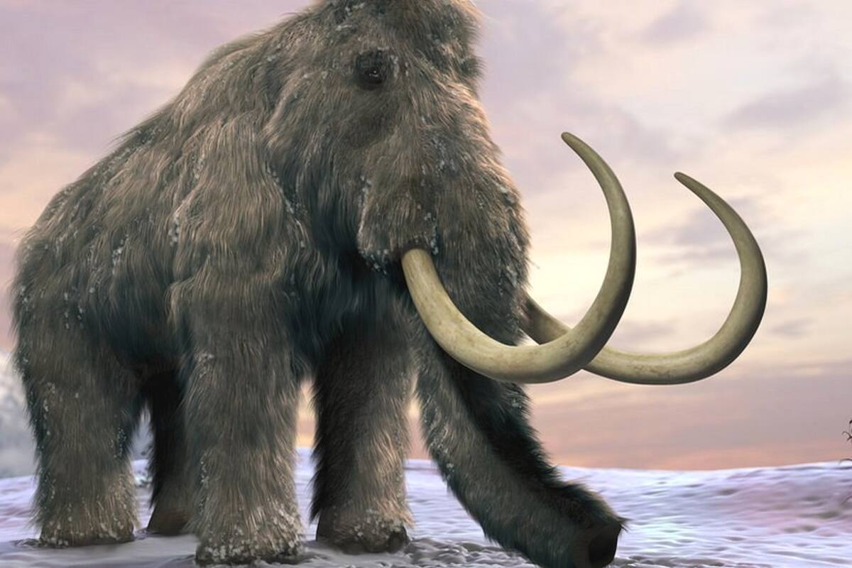 El enigma de los últimos mamuts: ¿Qué los condujo a su desaparición?