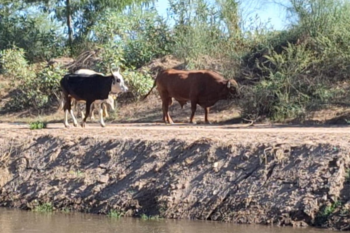 Favorecen recientes lluvias a ganaderos de Sonora