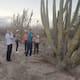 No llega la pitaya en el Sur de Sonora; investigan causas