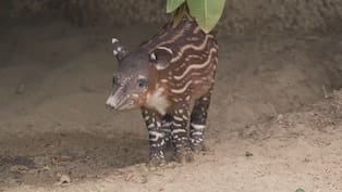 San Diego Zoo le busca nombre a cría de tapir en peligro de extinción